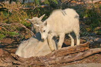 Mountain Goat with Kid