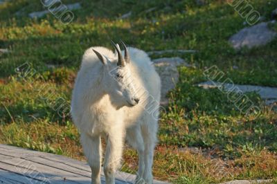 Mountain Goat