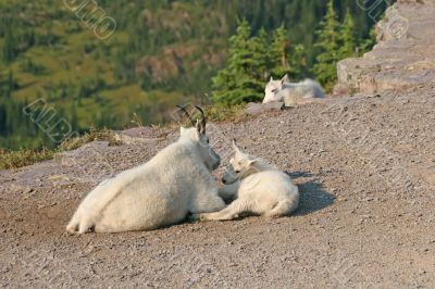 Mountain Goat with kids