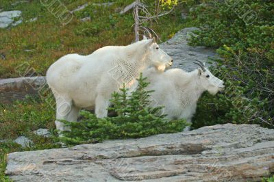 Mountain Goats