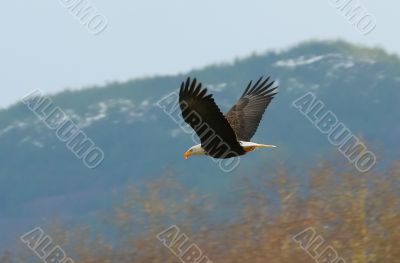 Bald Eagle In Flight