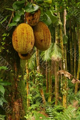 Tropical Fruits