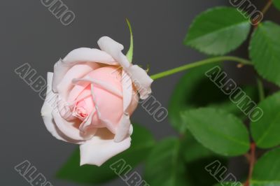 White Pink Rose