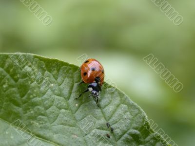 ladybug