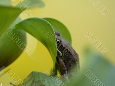 Frog on the plant