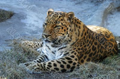 Adult Leopard