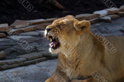 Yawning  lion