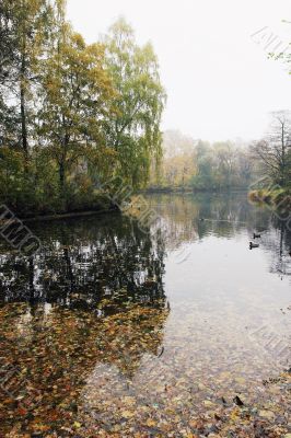 Turned yellow leaves of trees above water