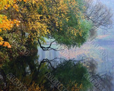 Turned yellow leaves of trees above water