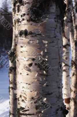 Fragment of a trunk of a birch