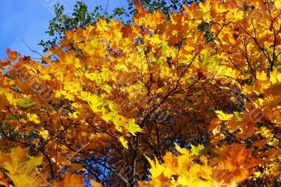 Foliage of an autumn maple