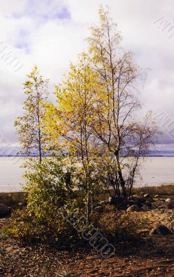 Lonely birch on autumn I protect