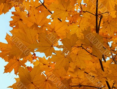 Autumn foliage of a maple