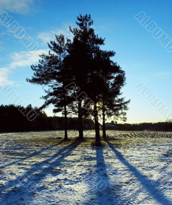 Group of pines on a glade in counter light