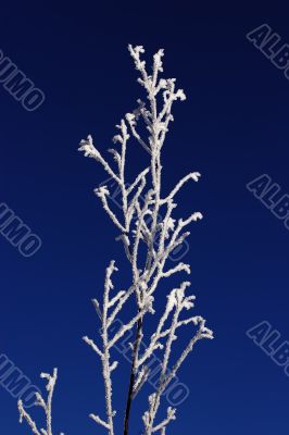 Branch of a tree in hoarfrost