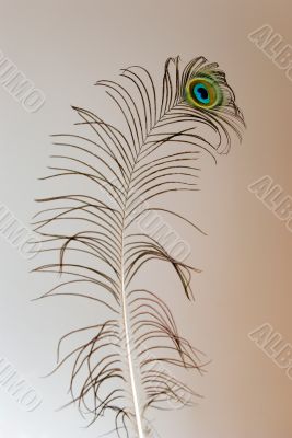 Peacock Feather