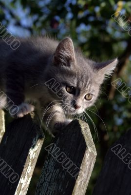 Kitten on a fence