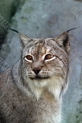 Portrait lynx