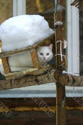 White cat