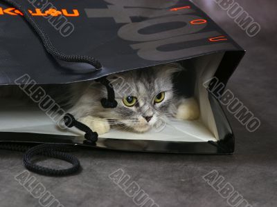 Kitten in a package
