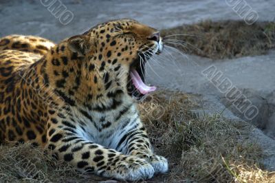 Yawning leopard