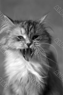 Yawning cat