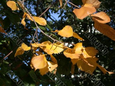 Autumn, leafs