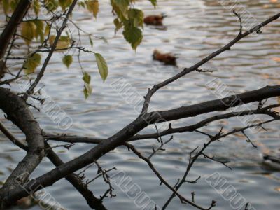 branch on water branch on water