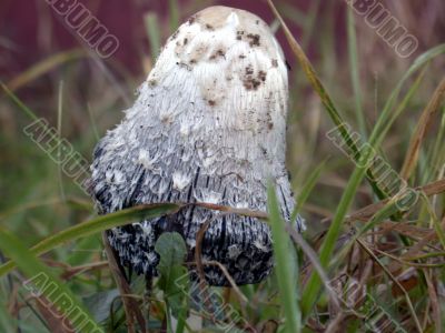mushroom mushroom