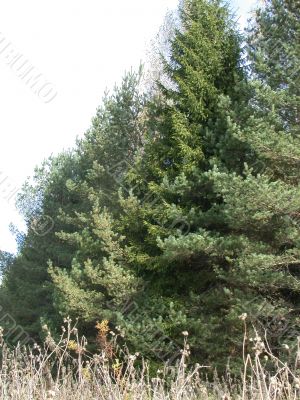 forest forest