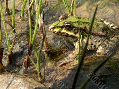 Frog on marsh