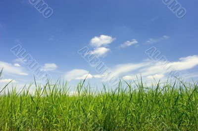 green field and bue sky