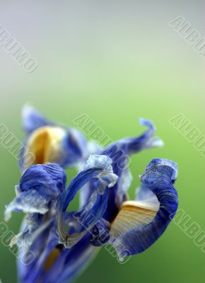 Flower of an iris