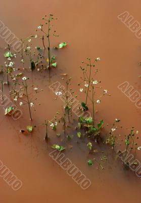 Marsh flowers