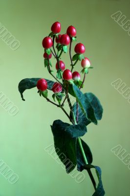 Branch with red berries Branch with red berries