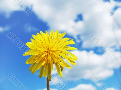 Spring dandelion