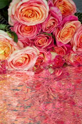Roses Roses