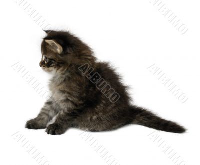 young maine coon