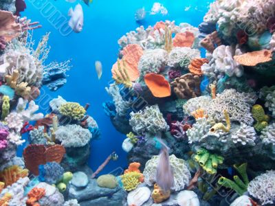 Aquarium