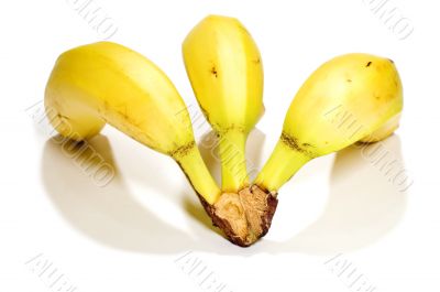 Banana back view
