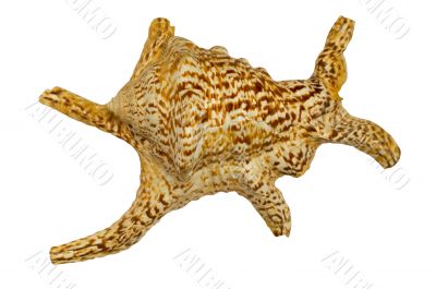 Cockle-shell