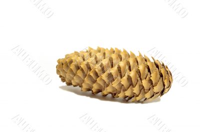 isolated on white: cone
