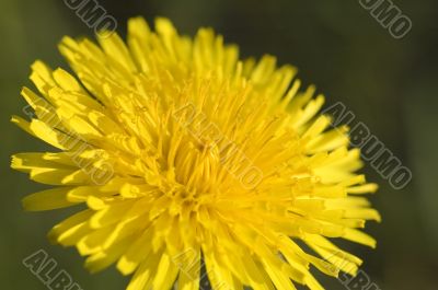 dandelion macro
