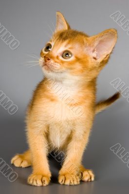 Kitten of Abyssinian breed