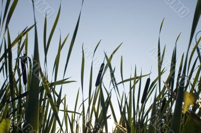 grass and sky