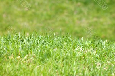 Green Grass makro