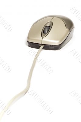 House mouse