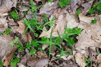 Foliage background with old leaves and grass