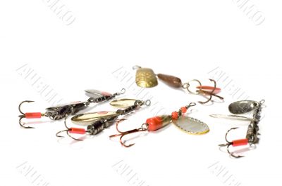 minnow