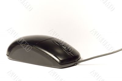 Old mouse